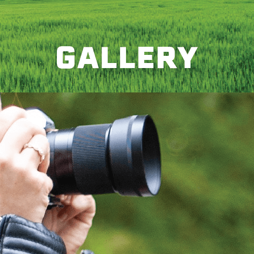 Gallery-Green-Gold-landscaping-widget